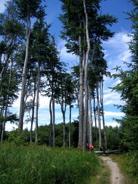Začátek ananbáze - bučiny Malých Karpat