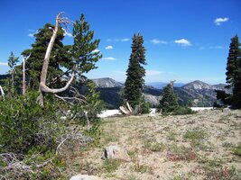 I v této nadmořské výšce rostou stromy -