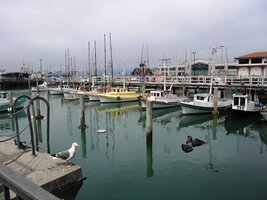 V přístavu jsou jen rackové (tuleně odtud odvezli),