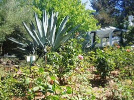 Je to tu jako v botanické zahradě