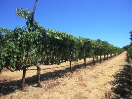 Vinařská oblast v Sonoma Valley,