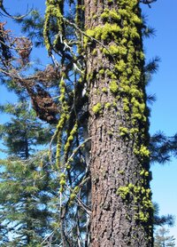 Stromy jsou tu majestátní