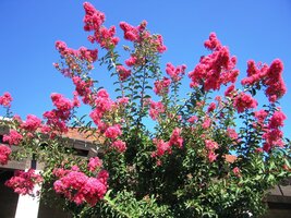 Boháči tam mají pěkné domy i kytky