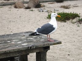 a zdravíme i tohoto starousedlíka