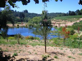 vinařství Benziger Winery