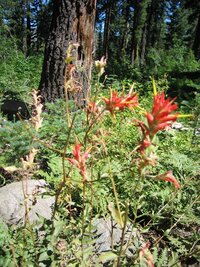 Místní květena je ovšem skvostná