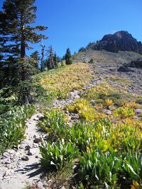 V nadmořské výšce okolo 2500 m kvetly louky