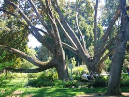 Každá státní návštěva tu zasadí typický strom své země