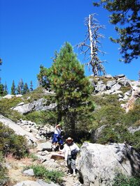 Velká část je jich ale už uschlých