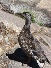 Krmíme tu místní "divokou" husu,