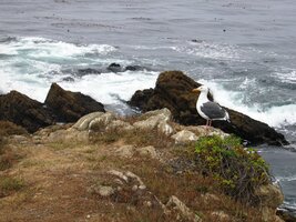 a spatřili milionářská sídla na pobřeží Pabble Beach na Monterey Penninsula
