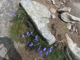 Tohle je ovšem obyčejný kámen (ale neobyčejná kytka)