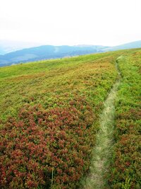 Cestičky tu vedou hustým borůvčím