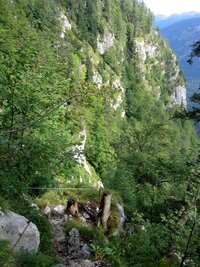 Tady už je víc lesa