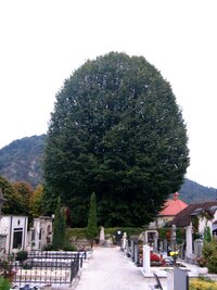 a nádherná lípa s dokonalou elipsou koruny