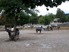 Jistě poznáte sami koně lipicány