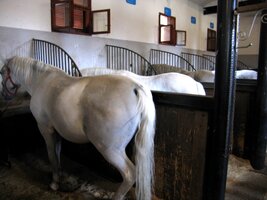 Bydlí ve vzorně čistých stájích