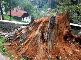 Ten hrad je starší než tento pařez