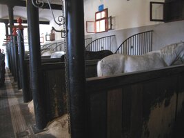 Koně, valaši i klisny - budoucí matky