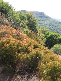 stromy i křovinami,