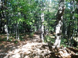 Cesta vedla nejprve bukovým lesem