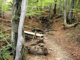 již tradiční bučinou na úpatí hor