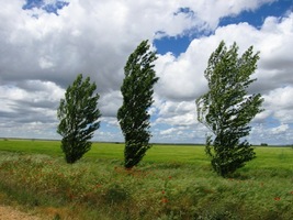 topoly, cypřiše, barvy i ten vítr