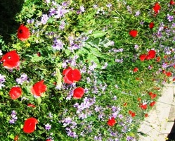 Je vedro, květy opojně voní