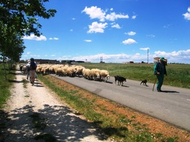 Ovčáci ve Španělwsku honí stáda zásadně po silnici