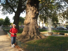 Stojí tam obrovské stromy