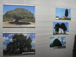 Je tam právě výstava fotografií neobvyklých stromů