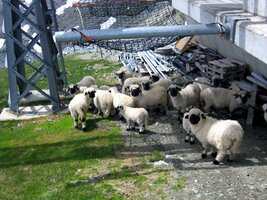 Ovce se tu vyhřívají pod lyžářskými vleky