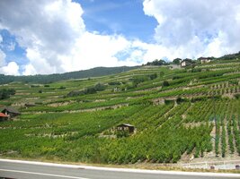 Z oken vlaku vidíme vinice na úbočí hor