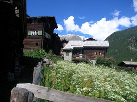 Horská flóra tam bují