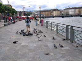 kde má odvěké domovské právo tato ptačí verbež