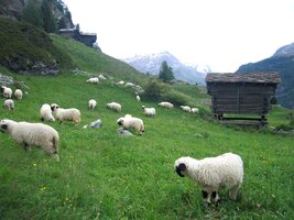 a kolem salaší s ovečkami