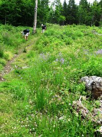 Ještě nás zdržely tyto jahodové hody,