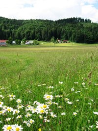 U hřebčína na Dlhé Lúce se už ale rozjasňovalo