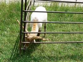 V salaši nás přivítal tento maďarský beran