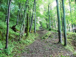 Dolů doslova běžíme bukovým lesem