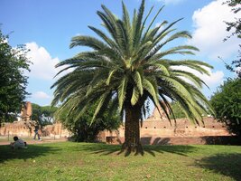 Flora je tu málem africká,