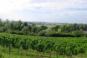 až k rozlehlým vinicím