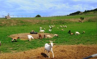 a pastvinámi zvířat