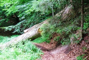 a, jak vidno, místy i pralesem