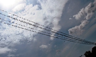 se šikovala hejna ptáků