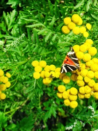 Je tu pestrá flora i fauna