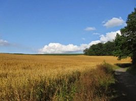 Zatímco pole zlatověla,