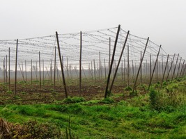 a pak už začínaly chmelnice