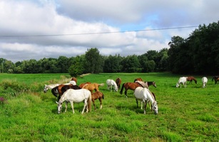 často naráželi na stáda koní