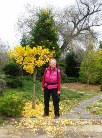 kde Jana objevila gingo